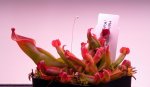 Heliamphora nutans (Kukenam Tepui) - kliknij aby zobaczyć zdjęcie. Heliamphora nutans (Kukenam Tepui)
