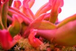 Heliamphora nutans (Kukenam Tepui) - kliknij aby zobaczyć zdjęcie. Heliamphora nutans (Kukenam Tepui)