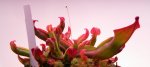 Heliamphora nutans (Kukenam Tepui) - kliknij aby zobaczyć zdjęcie. Heliamphora nutans (Kukenam Tepui)