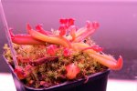 Heliamphora nutans (Kukenam Tepui) - kliknij aby zobaczyć zdjęcie. Heliamphora nutans (Kukenam Tepui)