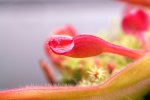 Heliamphora nutans (Kukenam Tepui) - kliknij aby zobaczyć zdjęcie. Heliamphora nutans (Kukenam Tepui)