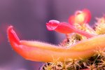 Heliamphora nutans (Kukenam Tepui) - kliknij aby zobaczyć zdjęcie. Heliamphora nutans (Kukenam Tepui)