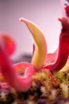 Heliamphora nutans (Giant Form = glabra x nutans) - kliknij aby zobaczyć zdjęcie. Heliamphora nutans (Giant Form = glabra x nutans)