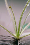 Drosophyllum lusitanicum