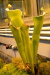 Heliamphora tatei (Cerro Duida) - kliknij aby zobaczyć zdjęcie. Heliamphora tatei (Cerro Duida)