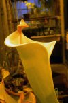 Heliamphora tatei (Cerro Duida) - kliknij aby zobaczyć zdjęcie. Heliamphora tatei (Cerro Duida)