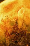 Heliamphora minor - kliknij aby zobaczyć zdjęcie. Heliamphora minor