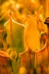 Heliamphora minor - kliknij aby zobaczyć zdjęcie. Heliamphora minor