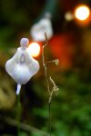 Utricularia pubescens - kliknij aby zobaczyć zdjęcie. Utricularia pubescens