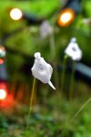 Utricularia pubescens - kliknij aby zobaczyć zdjęcie. Utricularia pubescens