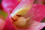 Heliamphora heterodoxa - kliknij aby zobaczyć zdjęcie. Heliamphora heterodoxa