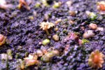 Heliamphora parva (Cerro Neblina) x pulchella (Amuri Tepui) - kliknij aby zobaczyć zdjęcie. Heliamphora parva (Cerro Neblina) x pulchella (Amuri Tepui)
