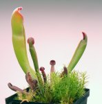 Heliamphora purpurascens - kliknij aby zobaczyć zdjęcie. Heliamphora purpurascens