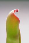 Heliamphora purpurascens - kliknij aby zobaczyć zdjęcie. Heliamphora purpurascens
