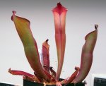 Heliamphora purpurascens (Ptari Tepui) - kliknij aby zobaczyć zdjęcie. Heliamphora purpurascens (Ptari Tepui)