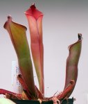 Heliamphora purpurascens (Ptari Tepui) - kliknij aby zobaczyć zdjęcie. Heliamphora purpurascens (Ptari Tepui)