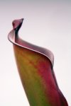 Heliamphora purpurascens (Ptari Tepui) - kliknij aby zobaczyć zdjęcie. Heliamphora purpurascens (Ptari Tepui)