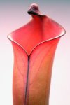 Heliamphora purpurascens (Ptari Tepui) - kliknij aby zobaczyć zdjęcie. Heliamphora purpurascens (Ptari Tepui)