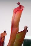Heliamphora purpurascens (Ptari Tepui) - kliknij aby zobaczyć zdjęcie. Heliamphora purpurascens (Ptari Tepui)