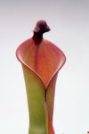 Heliamphora elongata x ionasi - kliknij aby zobaczyć zdjęcie. Heliamphora elongata x ionasi