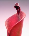 Heliamphora elongata x ionasi - kliknij aby zobaczyć zdjęcie. Heliamphora elongata x ionasi