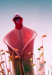 Heliamphora elongata x ionasi - kliknij aby zobaczyć zdjęcie. Heliamphora elongata x ionasi
