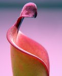 Heliamphora elongata x ionasi - kliknij aby zobaczyć zdjęcie. Heliamphora elongata x ionasi