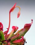 Heliamphora nutans (Kukenam Tepui) - kliknij aby zobaczyć zdjęcie. Heliamphora nutans (Kukenam Tepui)