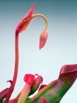 Heliamphora nutans (Kukenam Tepui) - kliknij aby zobaczyć zdjęcie. Heliamphora nutans (Kukenam Tepui)