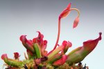 Heliamphora nutans (Kukenam Tepui) - kliknij aby zobaczyć zdjęcie. Heliamphora nutans (Kukenam Tepui)