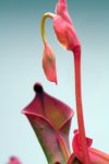 Heliamphora nutans (Kukenam Tepui) - kliknij aby zobaczyć zdjęcie. Heliamphora nutans (Kukenam Tepui)