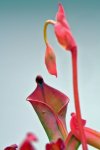 Heliamphora nutans (Kukenam Tepui) - kliknij aby zobaczyć zdjęcie. Heliamphora nutans (Kukenam Tepui)
