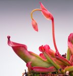 Heliamphora nutans (Kukenam Tepui) - kliknij aby zobaczyć zdjęcie. Heliamphora nutans (Kukenam Tepui)