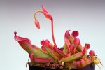 Heliamphora nutans (Kukenam Tepui) - kliknij aby zobaczyć zdjęcie. Heliamphora nutans (Kukenam Tepui)