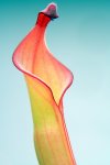 Heliamphora nutans Giant Form (H. glabra x nutans) - kliknij aby zobaczyć zdjęcie. Heliamphora nutans Giant Form (H. glabra x nutans)