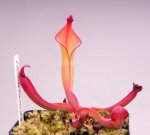 Heliamphora nutans Giant Form (H. glabra x nutans) - kliknij aby zobaczyć zdjęcie. Heliamphora nutans Giant Form (H. glabra x nutans)