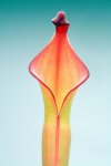 Heliamphora nutans Giant Form (H. glabra x nutans) - kliknij aby zobaczyć zdjęcie. Heliamphora nutans Giant Form (H. glabra x nutans)