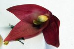 Heliamphora heterodoxa x collina - kliknij aby zobaczyć zdjęcie. Heliamphora heterodoxa x collina