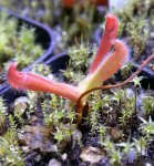 Heliamphora tatei (Cerro Duida) - kliknij aby zobaczyć zdjęcie. Heliamphora tatei (Cerro Duida)
