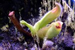 Heliamphora tatei (Cerro Duida) - kliknij aby zobaczyć zdjęcie. Heliamphora tatei (Cerro Duida)