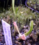 Heliamphora tatei (Cerro Duida) - kliknij aby zobaczyć zdjęcie. Heliamphora tatei (Cerro Duida)