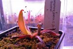 Heliamphora glabra (S. Do Sol, Guyana) - kliknij aby zobaczyć zdjęcie. Heliamphora glabra (S. Do Sol, Guyana)