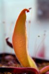 Heliamphora glabra (S. Do Sol, Guyana) - kliknij aby zobaczyć zdjęcie. Heliamphora glabra (S. Do Sol, Guyana)