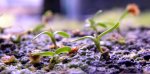Heliamphora parva (Cerro Neblina) x pulchella (Amuri Tepui) - kliknij aby zobaczyć zdjęcie. Heliamphora parva (Cerro Neblina) x pulchella (Amuri Tepui)