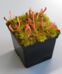 Heliamphora tatei (Cerro Duida) x folliculata (Aparaman Tepui) - kliknij aby zobaczyć zdjęcie. Heliamphora tatei (Cerro Duida) x folliculata (Aparaman Tepui)