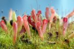 Heliamphora tatei (Cerro Duida) x folliculata (Aparaman Tepui) - kliknij aby zobaczyć zdjęcie. Heliamphora tatei (Cerro Duida) x folliculata (Aparaman Tepui)