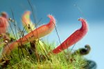 Heliamphora tatei (Cerro Duida) x folliculata (Aparaman Tepui) - kliknij aby zobaczyć zdjęcie. Heliamphora tatei (Cerro Duida) x folliculata (Aparaman Tepui)