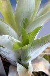 Catopsis berteroniana - kliknij aby zobaczyć zdjęcie. Catopsis berteroniana