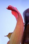 Heliamphora Tequila - kliknij aby zobaczyć zdjęcie. Heliamphora Tequila