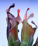Heliamphora Tequila - kliknij aby zobaczyć zdjęcie. Heliamphora Tequila